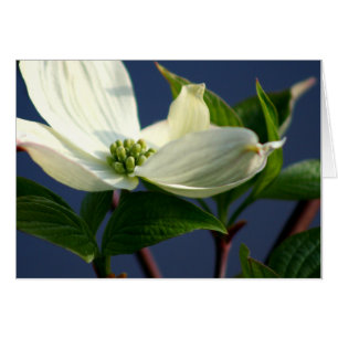 Fleur de Dogwood