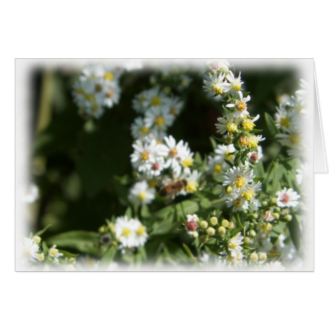 Fleur de fleur sauvage Daisy Blank (Devant Horizontal)