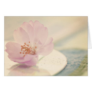 Fleur de fleurs de cerisier rose doux
