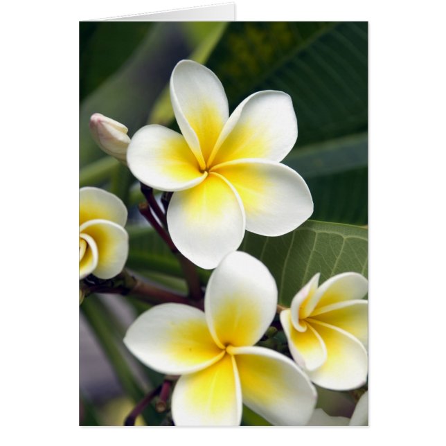 Fleur de frangipanier Îles Cook (Devant)
