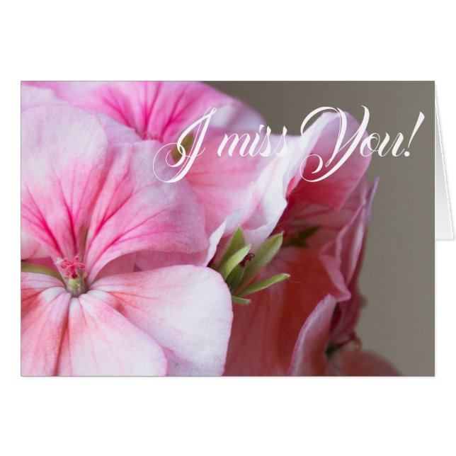 Fleur de géranium rose (Devant horizontal)