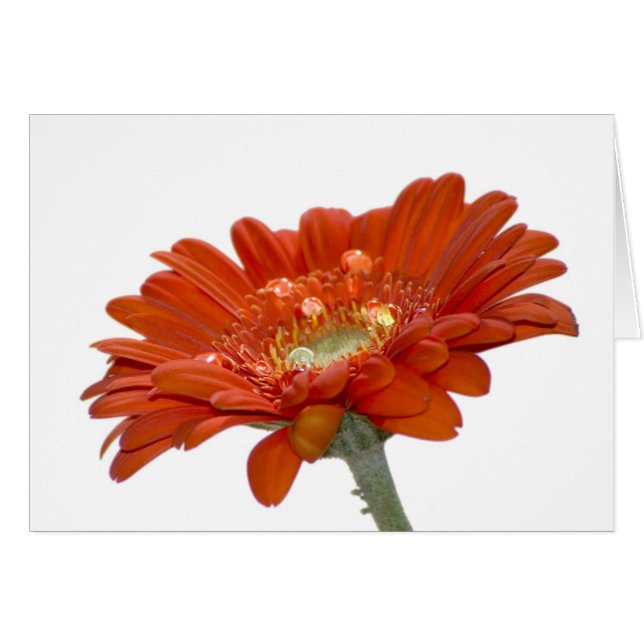 Fleur de Gerbera de marguerite orange (Devant horizontal)
