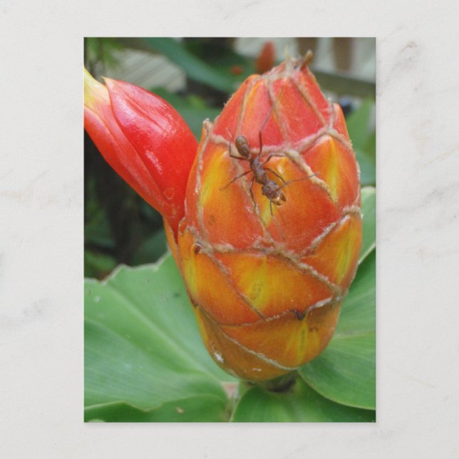 Fleur de gingembre avec carte postale (Devant)