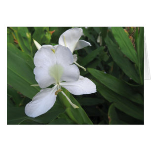 Fleur de gingembre blanc hawaïen