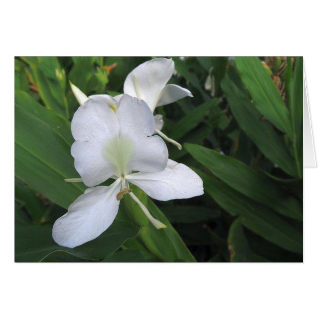 Fleur de gingembre blanc hawaïen (Devant horizontal)