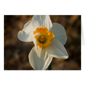 Fleur de jardin