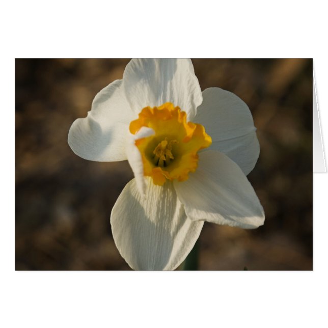 Fleur de jardin (Devant Horizontal)