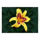 Fleur de jour jaune avec rouge, Hemerocallis :