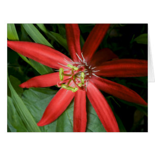 Fleur de la passion rouge