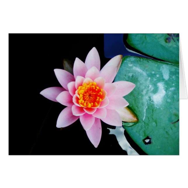 Fleur de laine d'eau chaude rose et orange de lotu (Devant horizontal)