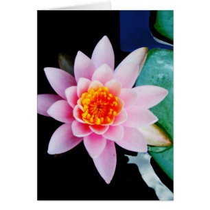Fleur de laine d'eau chaude rose et orange de lotu