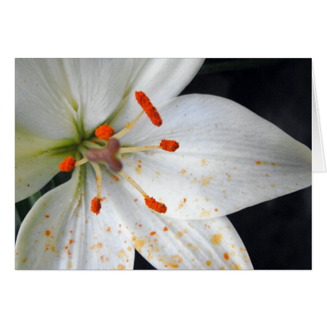 fleur de lis blanc (Devant horizontal)
