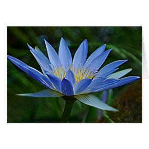 Fleur de lotus et signification