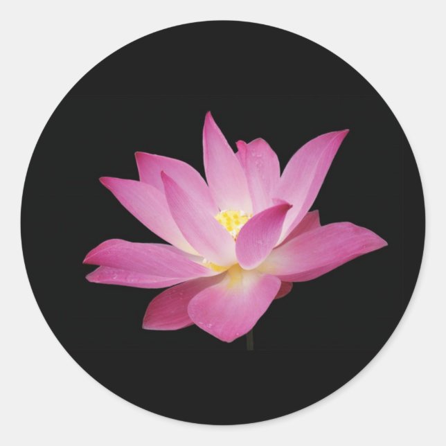 Fleur de lotus rose chaud sur Sticker arrière - pl (Devant)