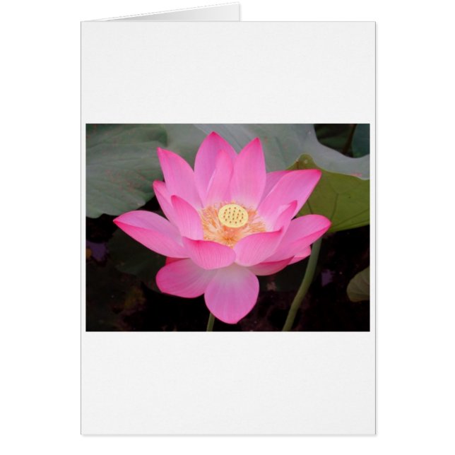 Fleur De Lotus Rose En Fleur (Devant)