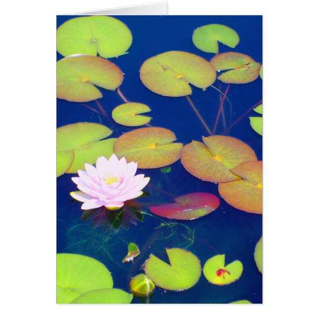 Fleur de Lotus rose flottant avec des protections (Devant)
