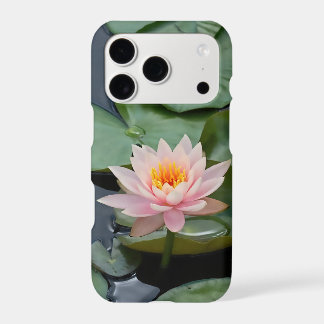 Fleur de lotus rose Nénuphar