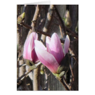 Fleur de Magnolia rose