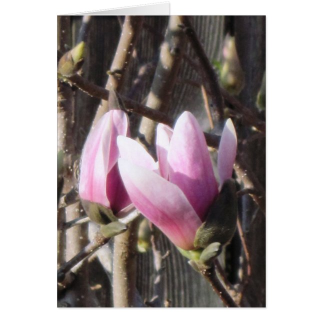 Fleur de Magnolia rose (Devant)