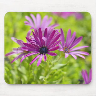 Fleur de Marguerite Africaine Tapis de souris