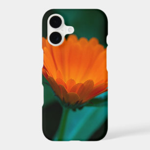 Fleur de marguerite orange