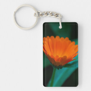 Fleur de marguerite orange
