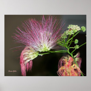 Fleur de mimosa rose avec photo poster marron