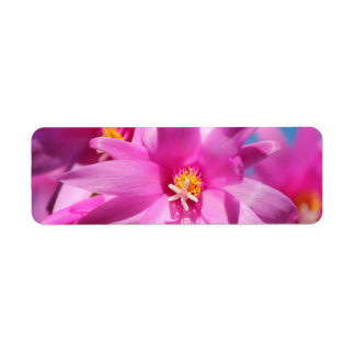 Fleur de Noël rose Cactus Schlumbergera