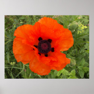 Fleur de pavot poster