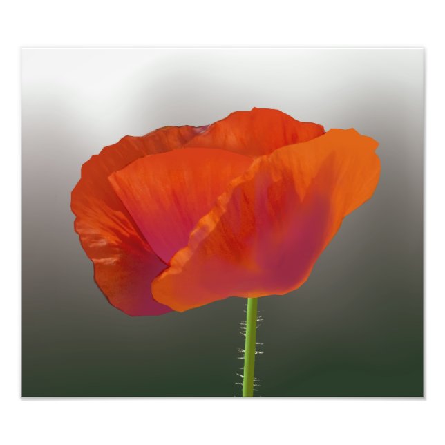 Fleur de pavot rouge Imprimer photo (Devant)
