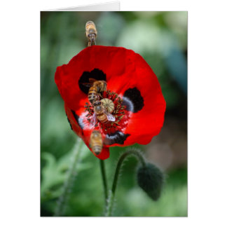Fleur de pavot rouge - Invasion d'abeilles