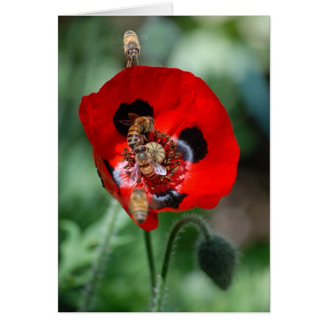 Fleur de pavot rouge - Invasion d'abeilles (Devant)