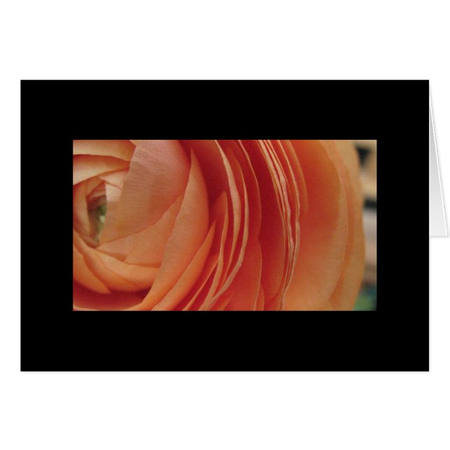 Fleur de pêche (Devant Horizontal)