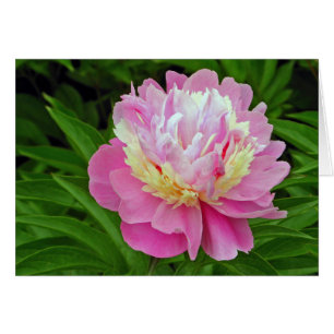 Fleur de pivoine