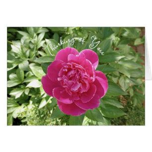 Fleur de pivoine rose vibrant Penser à votre carte
