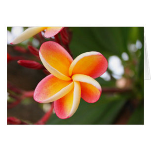 Fleur de Plumeria rouge et jaune florissante