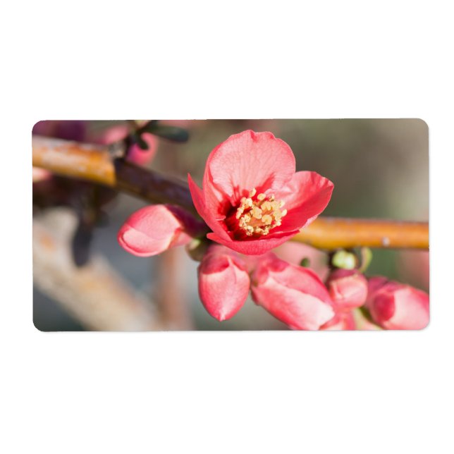 Fleur de printemps (Devant)