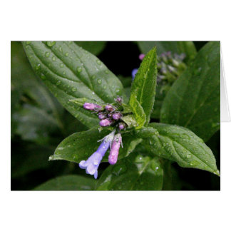 Fleur de printemps au Nouveau-Mexique