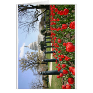 Fleur de printemps US Capitol