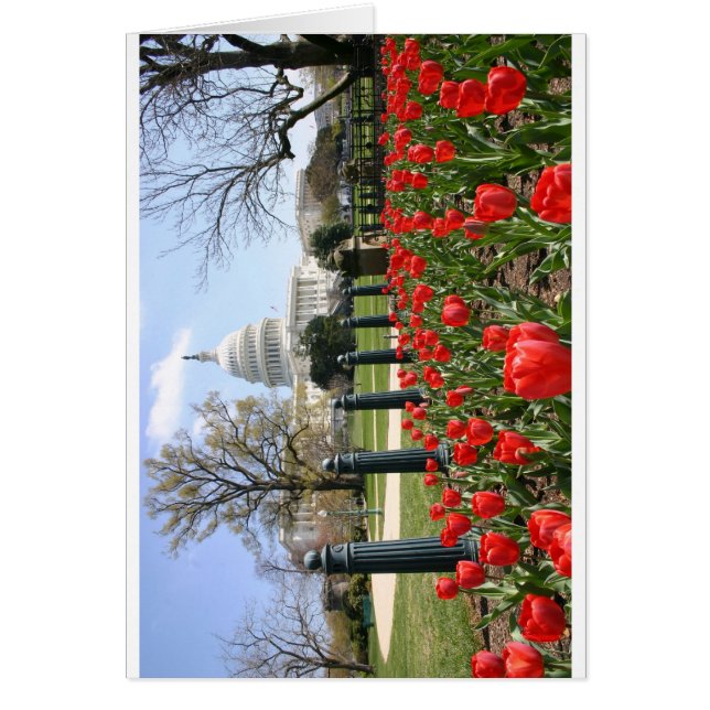 Fleur de printemps US Capitol (Devant)