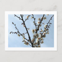 Fleur de prune blanche : Carte postale japonaise
