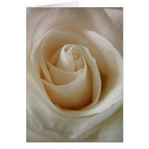 Fleur de rose blanche ivoire
