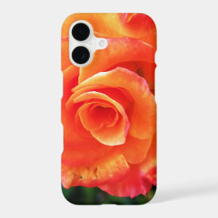 Fleur de rose orange