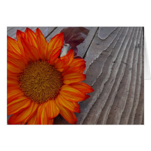 Fleur de tournesol orange d'automne