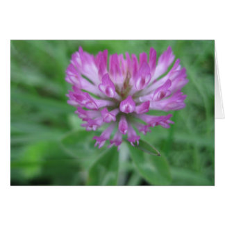 Fleur de trèfle rouge