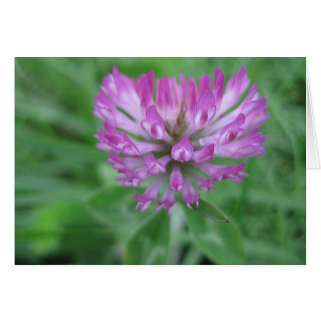 Fleur de trèfle rouge (Devant horizontal)