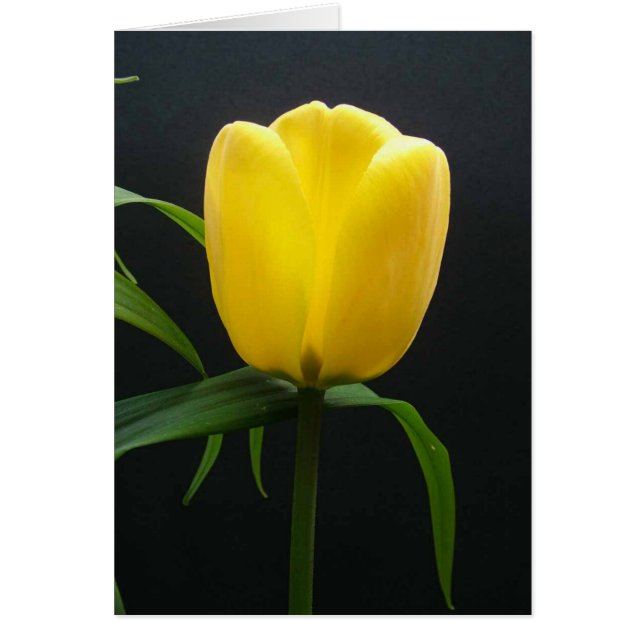 Fleur de tulipe jaune unique (Devant)