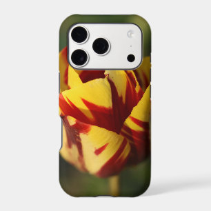 Fleur de tulipe rouge et jaune