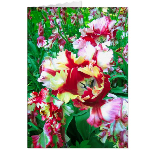 Fleur de tulipes (Devant)