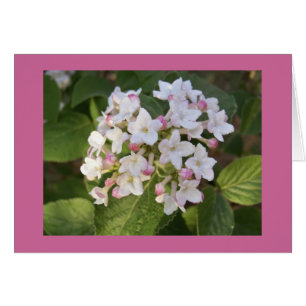 Fleur de Viburnum